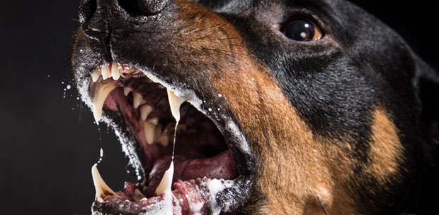 Ротвајлери “појели лице” власника, ни полиција није могла да их обузда